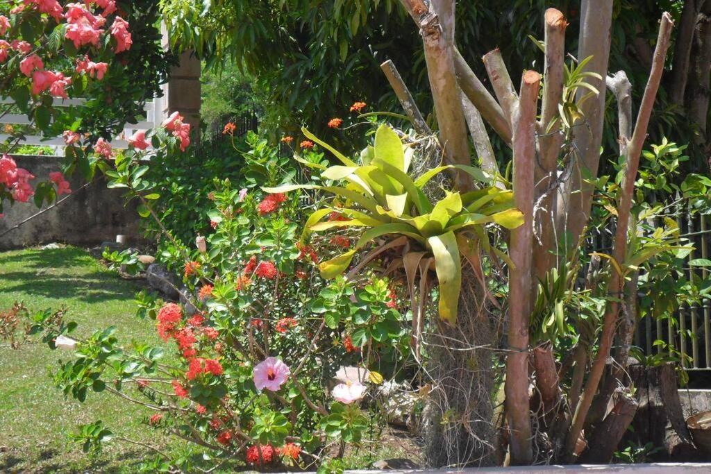 Idilio Rooms Ocho Rios Esterno foto